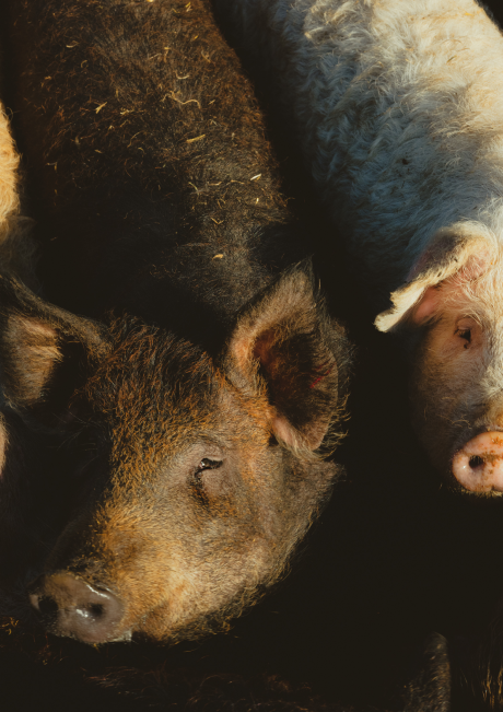 Image for Unsere Wollschweine